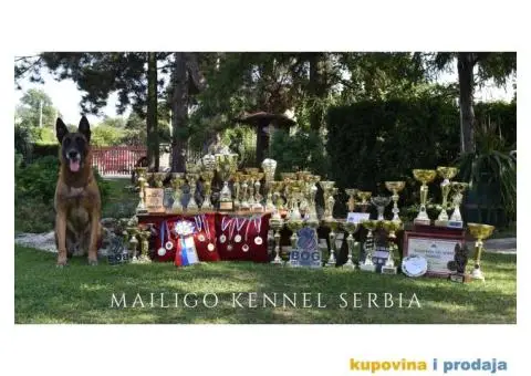 Štenci Belgijskog ovčara - Malinoa - 2/13