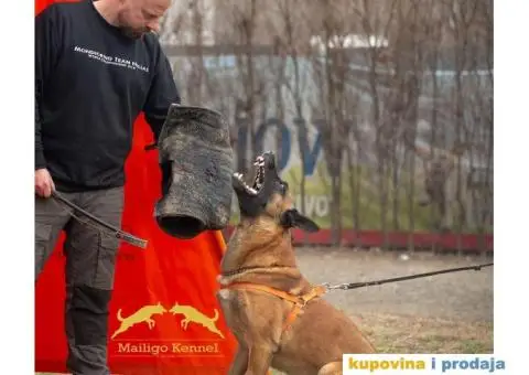 Štenci Belgijskog ovčara - Malinoa - 3/13