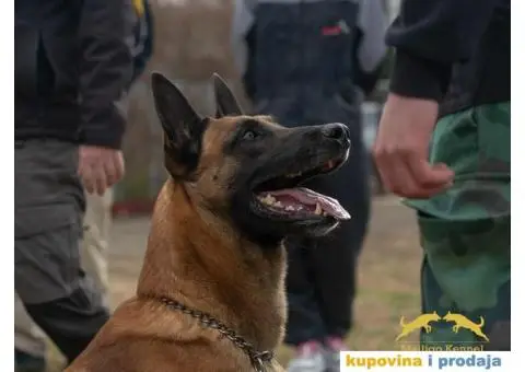 Štenci Belgijskog ovčara - Malinoa - 4/13