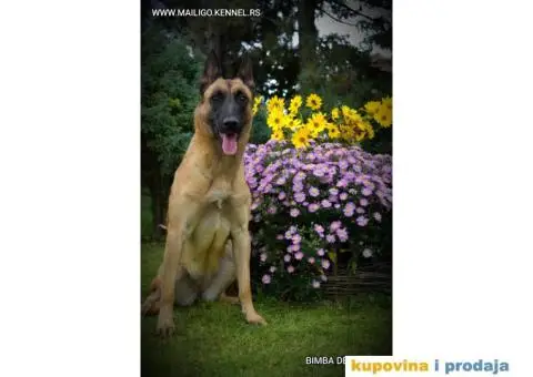 Štenci Belgijskog ovčara - Malinoa - 6/13