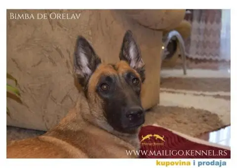 Štenci Belgijskog ovčara - Malinoa - 7/13