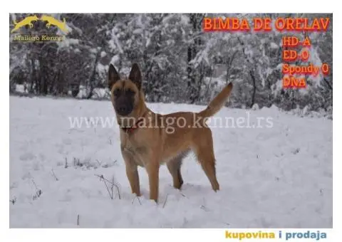 Štenci Belgijskog ovčara - Malinoa - 8/13