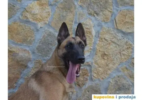 Štenci Belgijskog ovčara - Malinoa - 9/13