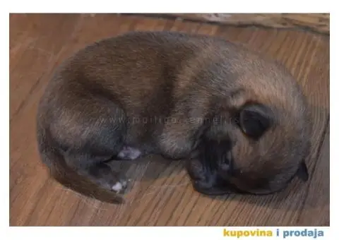 Štenci Belgijskog ovčara - Malinoa - 10/13