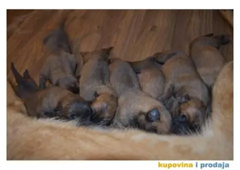 Štenci Belgijskog ovčara - Malinoa - 11/13