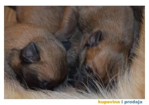 Štenci Belgijskog ovčara - Malinoa - 12/13