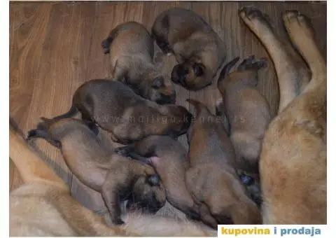 Štenci Belgijskog ovčara - Malinoa - 13/13