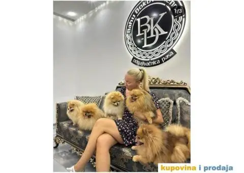 Pomeranac BOO medvedići, Pomeranski Špic štenci - 1/7