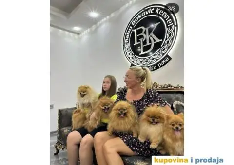 Pomeranac BOO medvedići, Pomeranski Špic štenci - 2/7