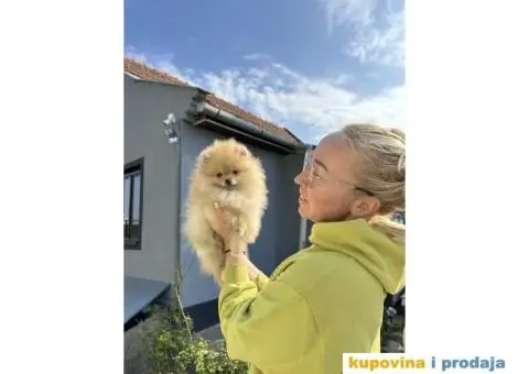 Pomeranac BOO medvedići, Pomeranski Špic štenci - 3/7