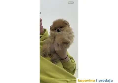 Pomeranac BOO medvedići, Pomeranski Špic štenci - 4/7