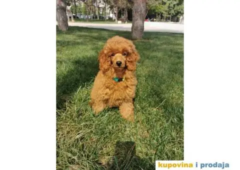 Patuljasta Pudla crveni mužjak - 1/5