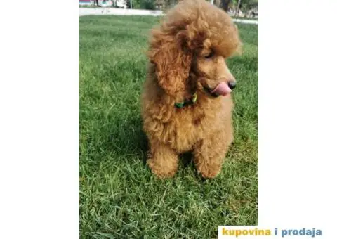 Patuljasta Pudla crveni mužjak - 2/5