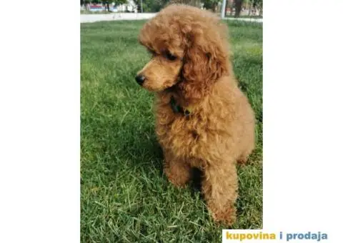 Patuljasta Pudla crveni mužjak - 3/5