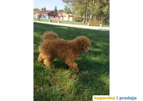 Patuljasta Pudla crveni mužjak - 4/5