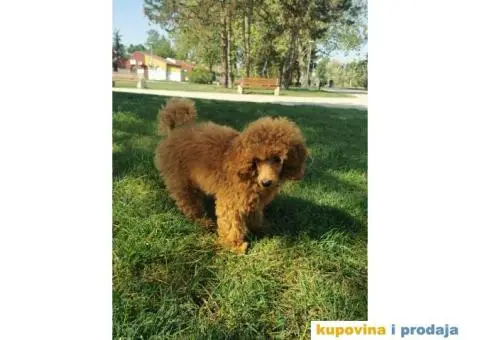 Patuljasta Pudla crveni mužjak - 5/5