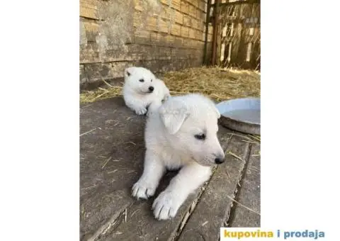 Beli švajcarski ovčar - 1/8