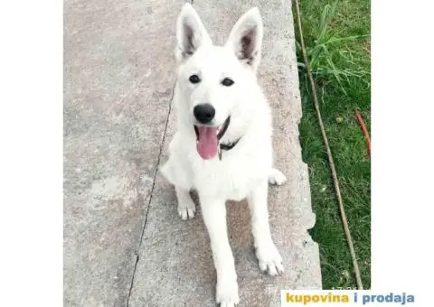 Beli švajcarski ovčar - 2/8