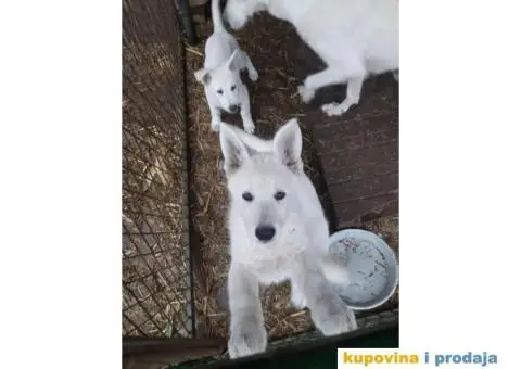 Beli švajcarski ovčar - 3/8