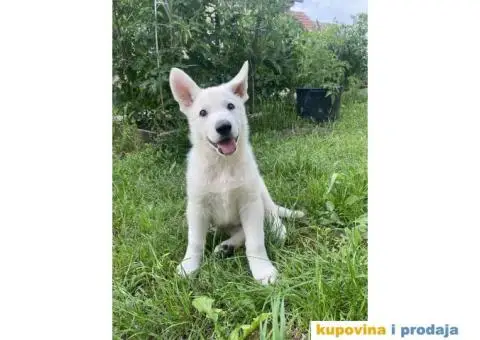 Beli švajcarski ovčar - 5/8
