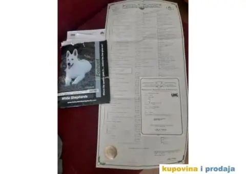 Beli švajcarski ovčar - 7/8