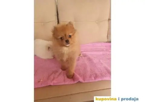 Medvedici BOO spremni za preuzumanje - 2/5