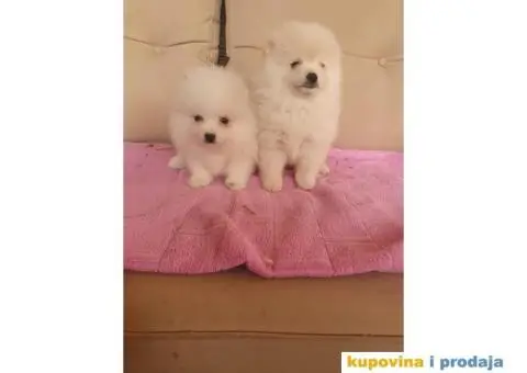 Medvedici BOO spremni za preuzumanje - 3/5