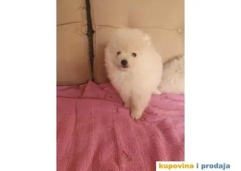 Medvedici BOO spremni za preuzumanje - 4/5