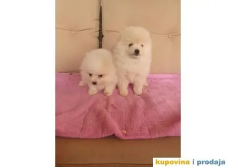 Medvedici BOO spremni za preuzumanje - 5/5