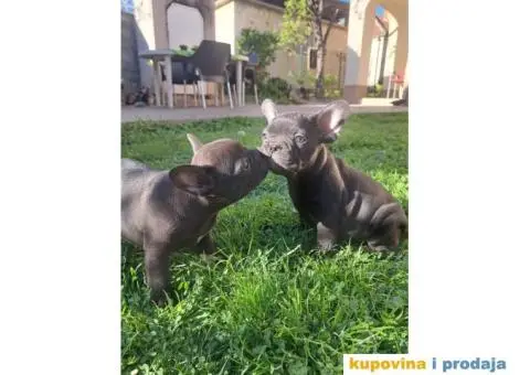 Francuski Buldog - 1/14