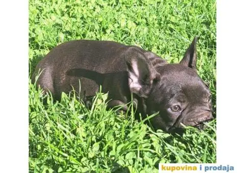 Francuski Buldog - 2/14