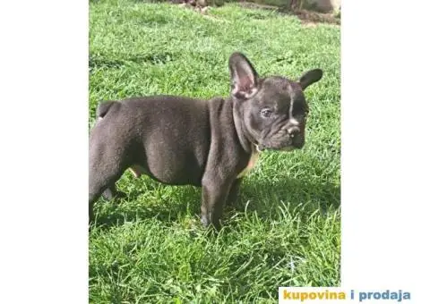 Francuski Buldog - 3/14