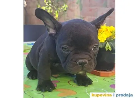 Francuski Buldog - 4/14