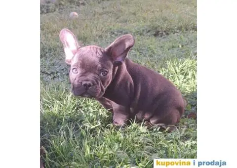 Francuski Buldog - 5/14