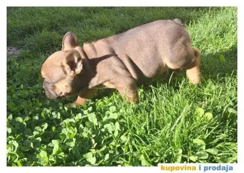 Francuski Buldog - 6/14