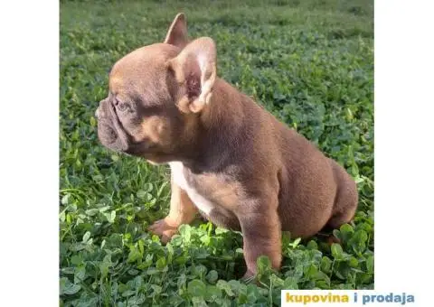 Francuski Buldog - 7/14