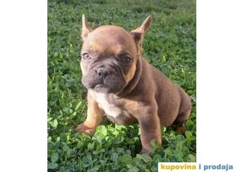 Francuski Buldog - 8/14