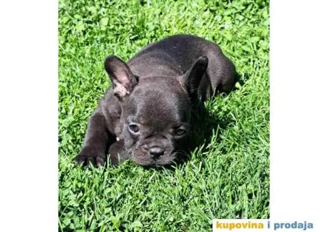 Francuski Buldog - 9/14