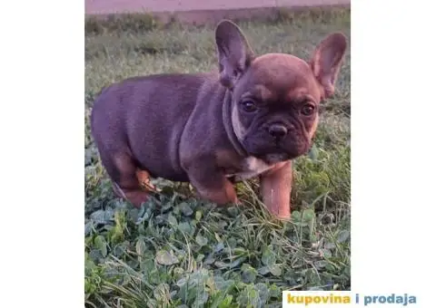 Francuski Buldog - 11/14