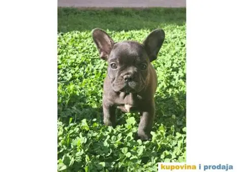Francuski Buldog - 12/14