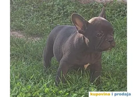 Francuski Buldog - 13/14