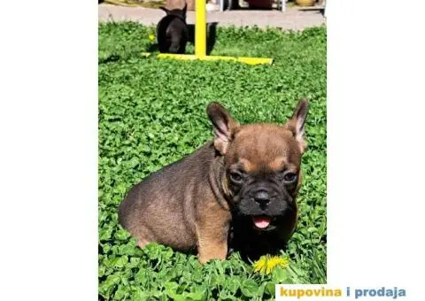 Francuski Buldog - 14/14