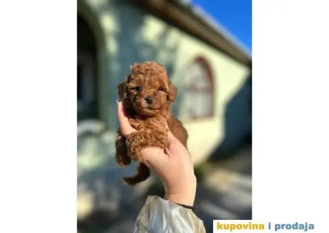 Toy i Mini Pudla - 1/7