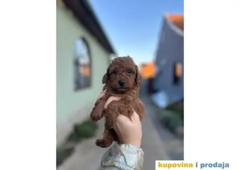 Toy i Mini Pudla - 2/7