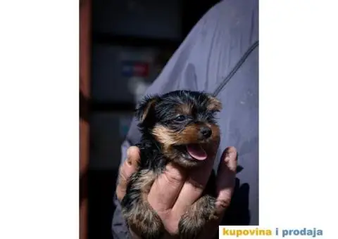 Jorkširski terijer YORKI - 2/5