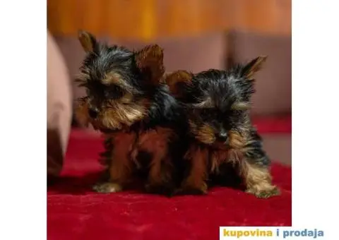 Jorkširski terijer YORKI - 4/5