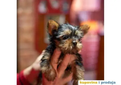 Jorkširski terijer YORKI - 5/5