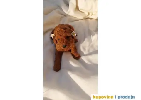 Prva Klasa PUDLI - 1/7