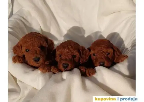 Prva Klasa PUDLI - 4/7