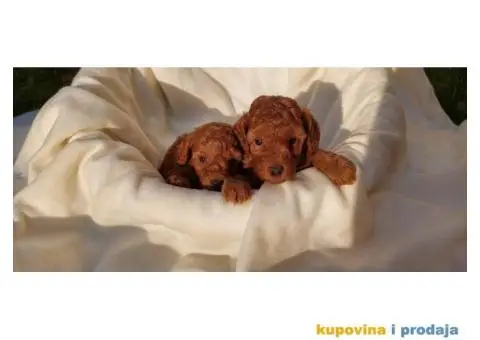 Prva Klasa PUDLI - 5/7